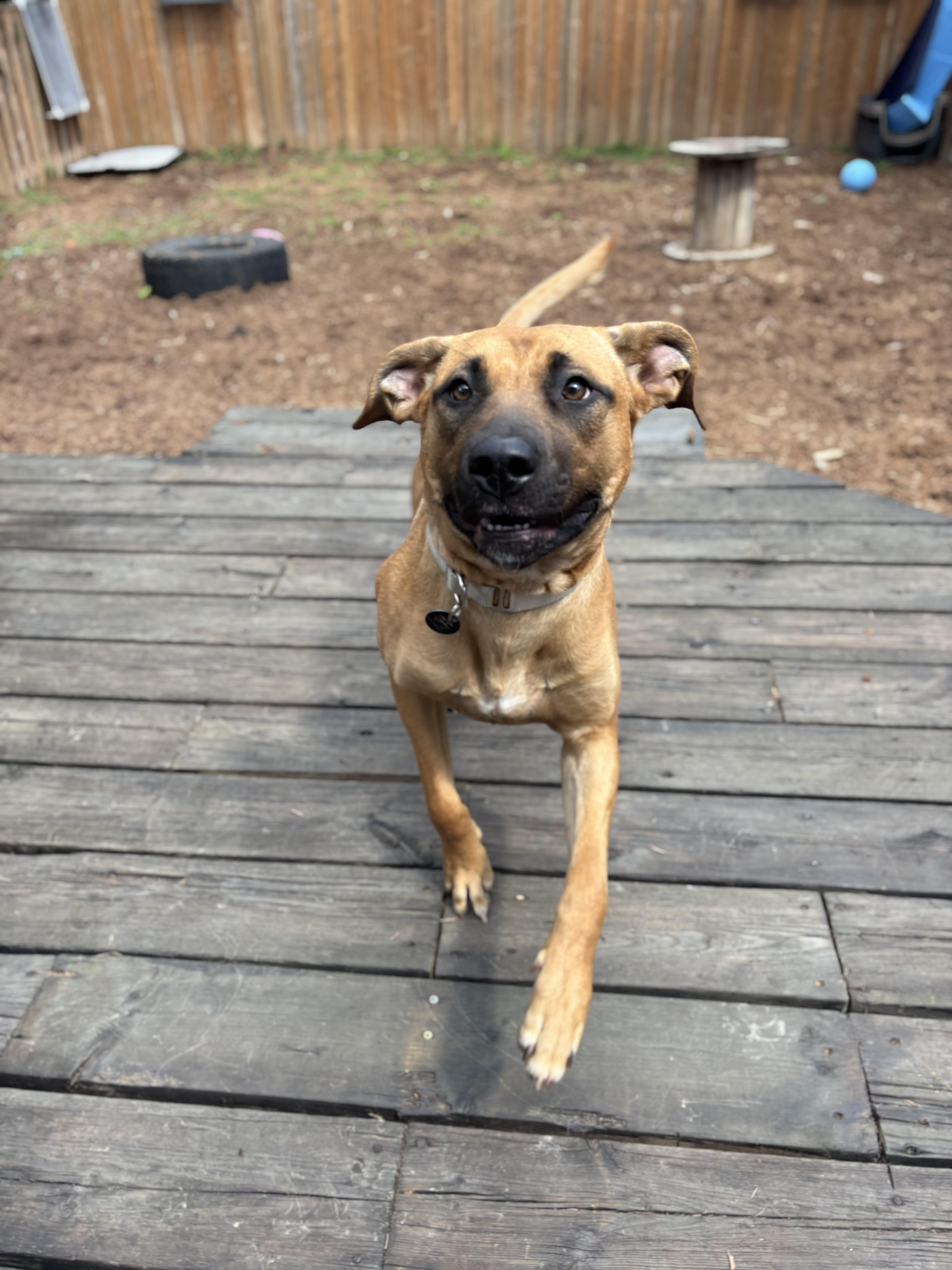 Enlarge Arabella, a Adoptable Mixed Breed in Oakville, ON image 6/6