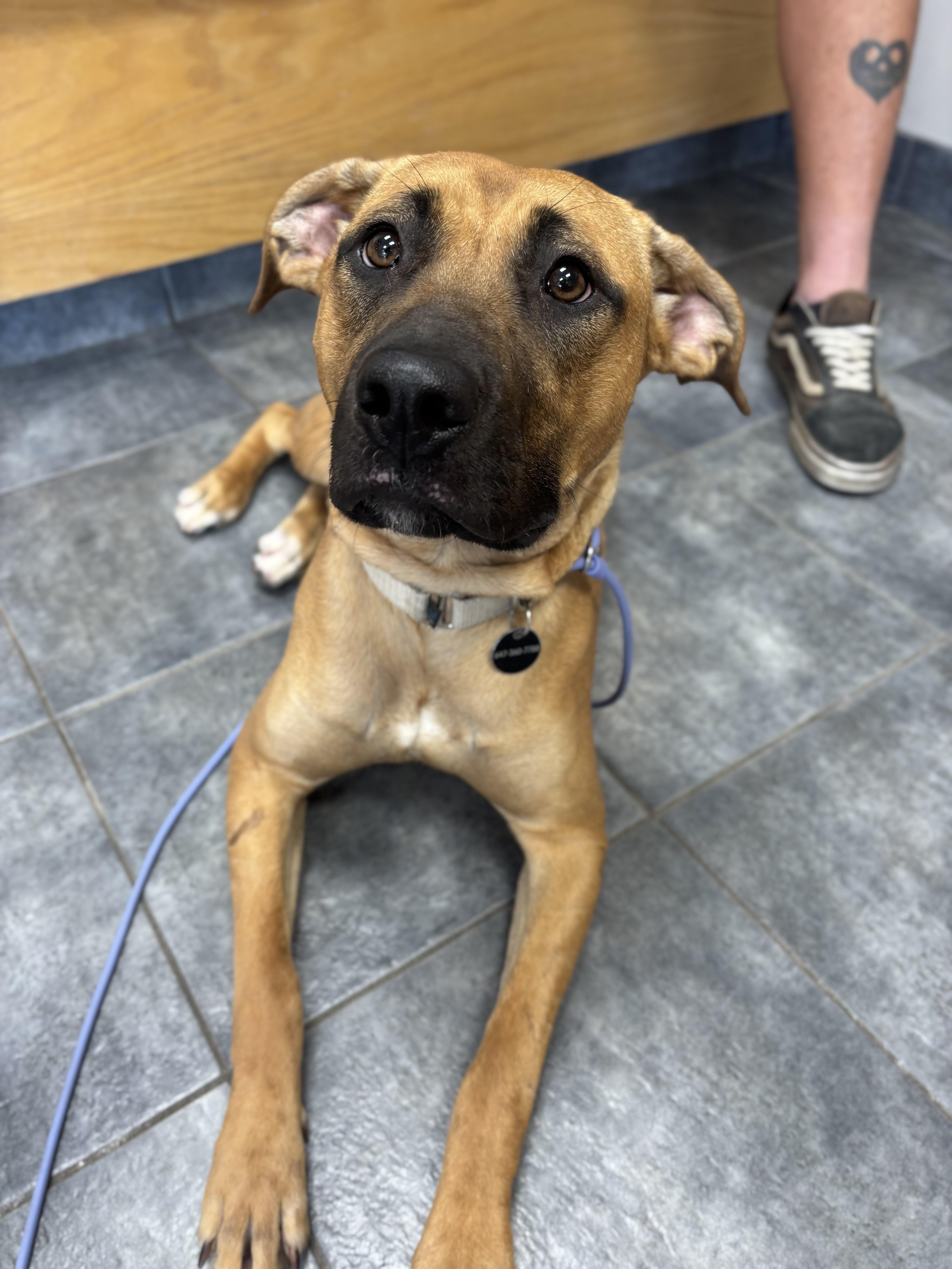 Enlarge Arabella, a Adoptable Mixed Breed in Oakville, ON image 3/6