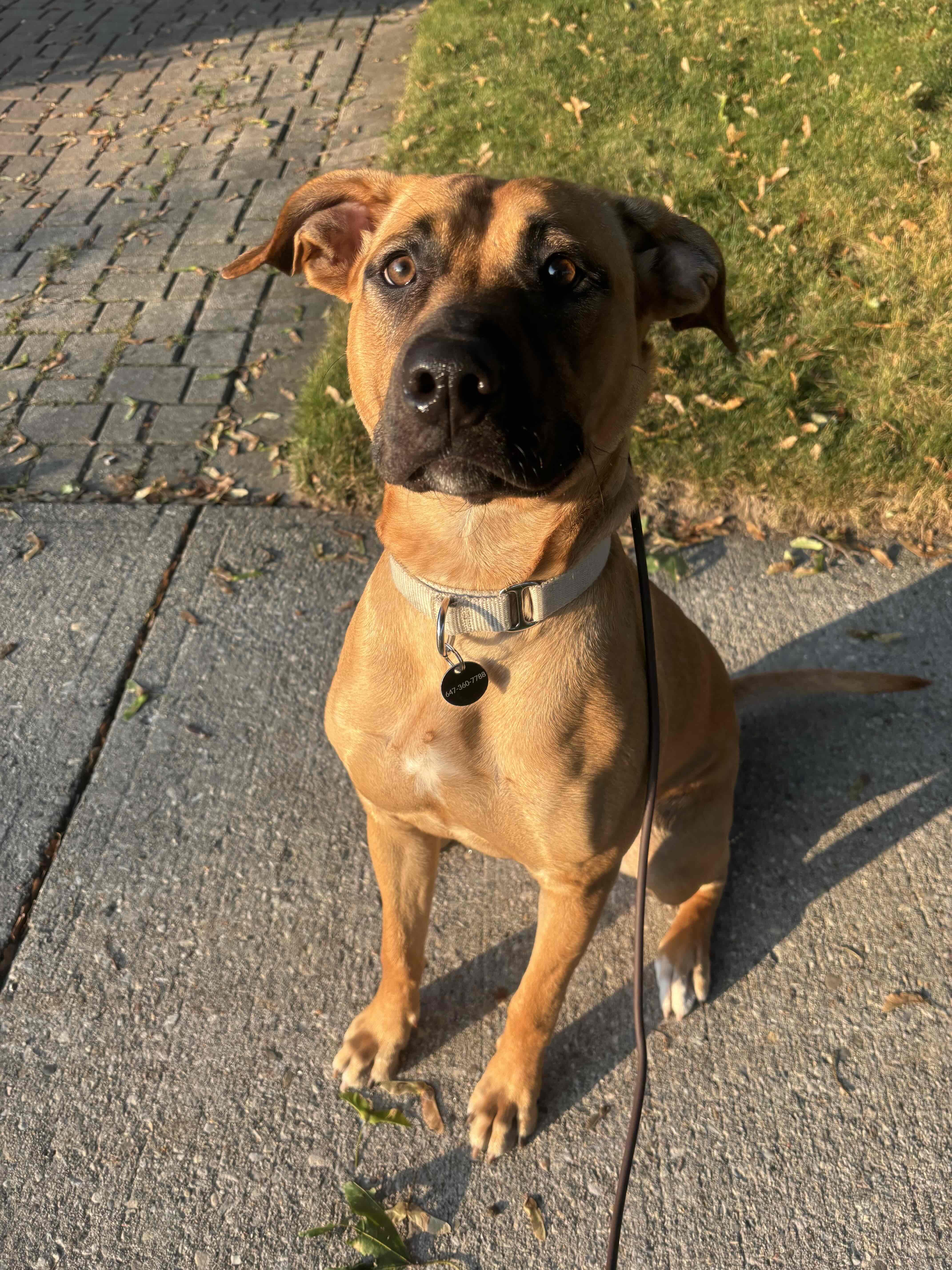 Enlarge Arabella, a Adoptable Mixed Breed in Oakville, ON image 4/6
