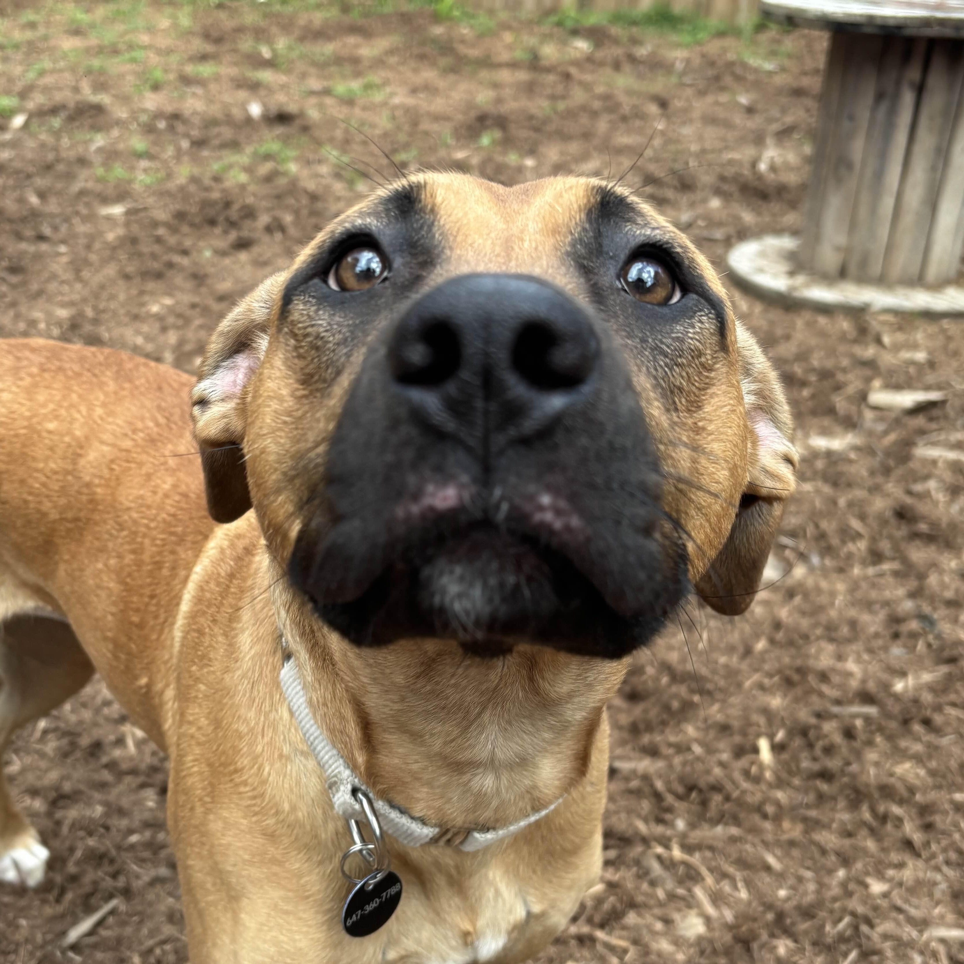 Arabella, Adoptable, Young Female Mixed Breed.