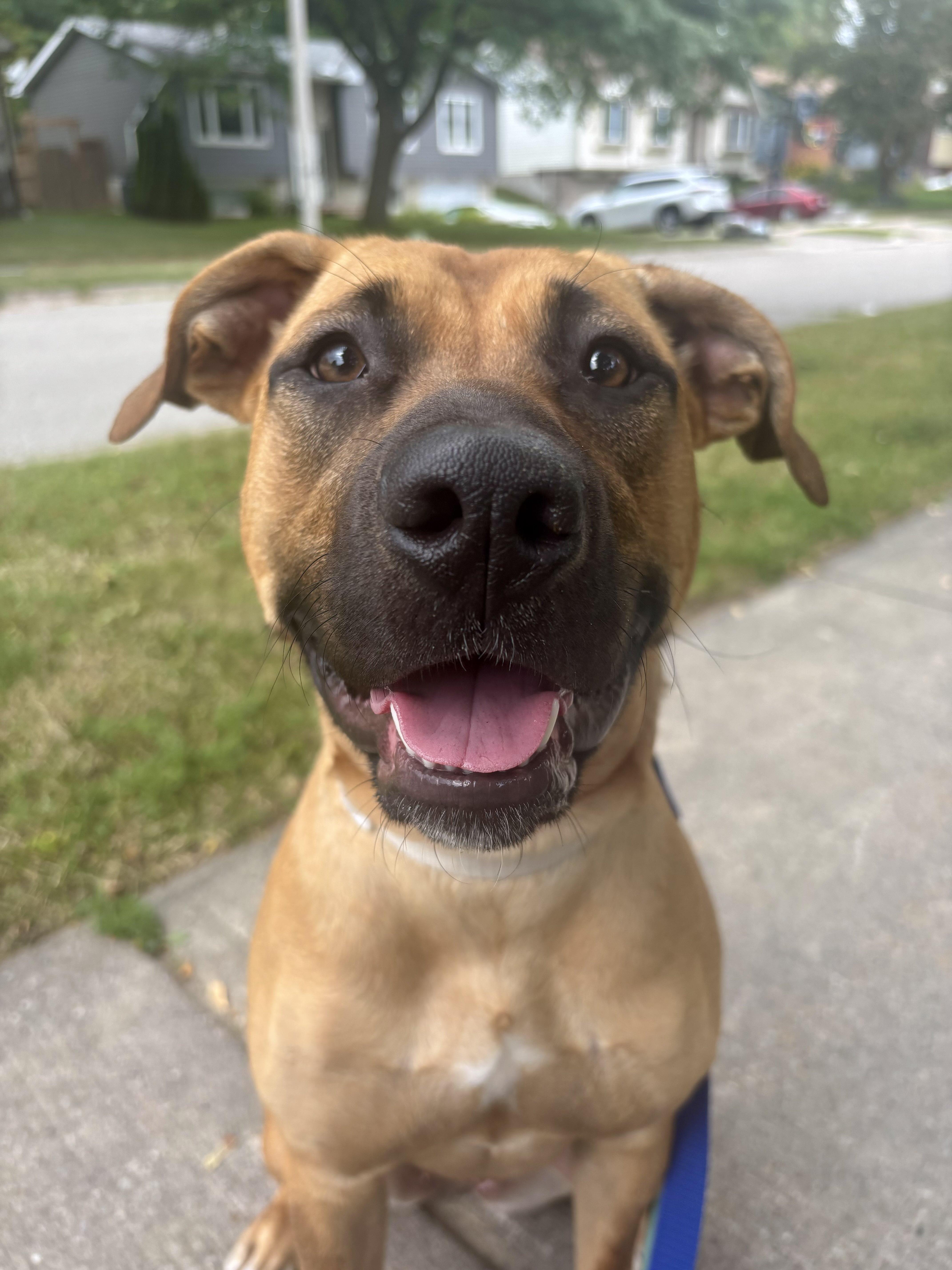 Enlarge Arabella, a Adoptable Mixed Breed in Oakville, ON image 2/6
