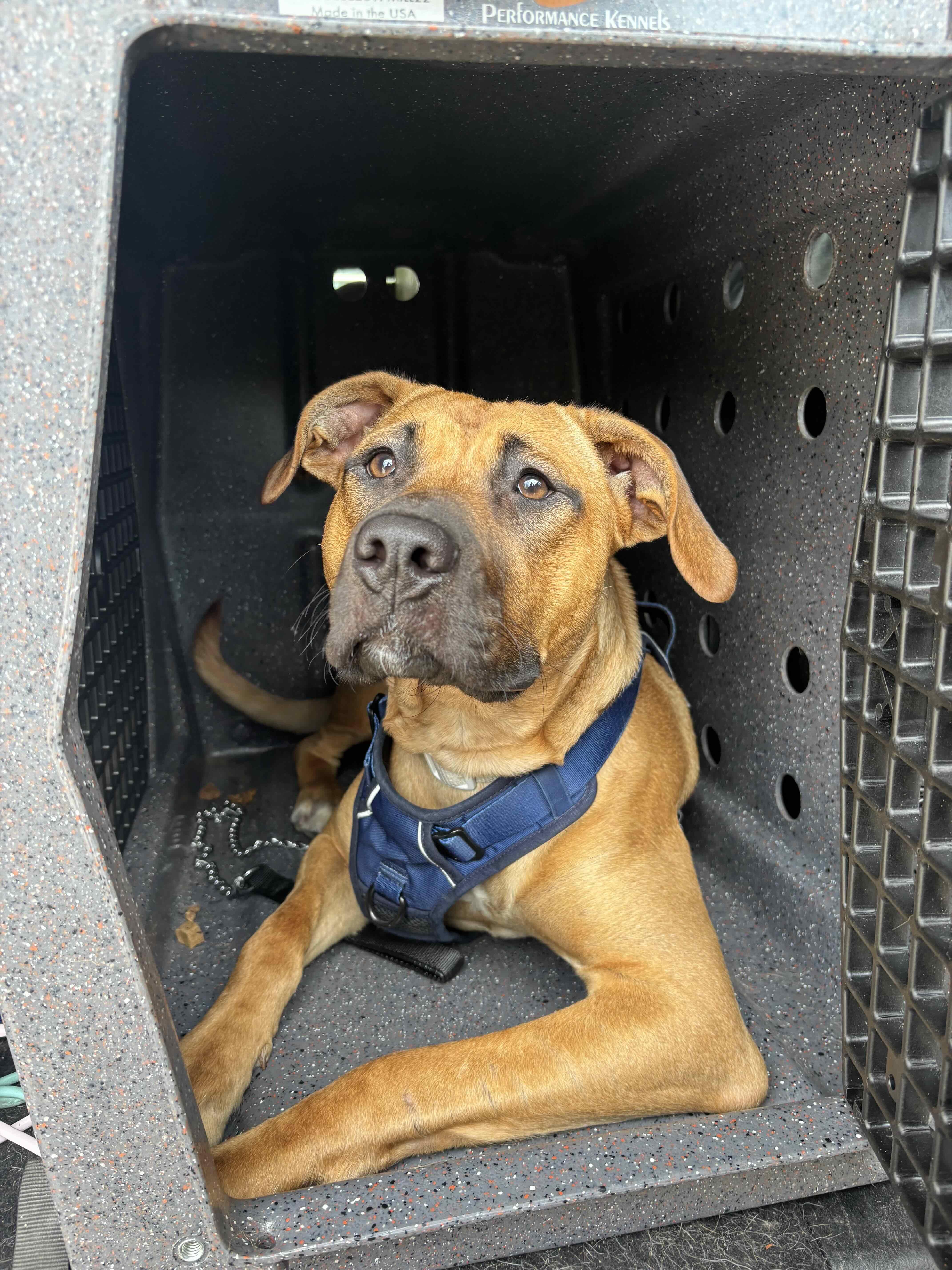 Enlarge Arabella, a Adoptable Mixed Breed in Oakville, ON image 5/6