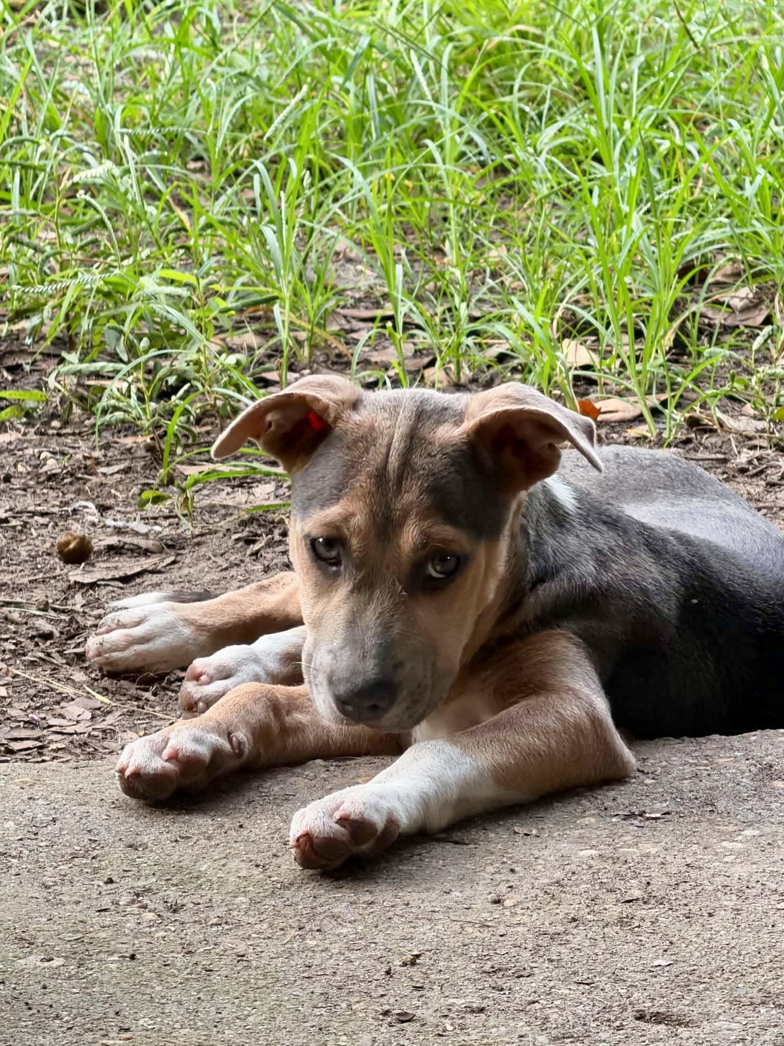 Lilly, Adoptable, Puppy Female German Shepherd Dog.