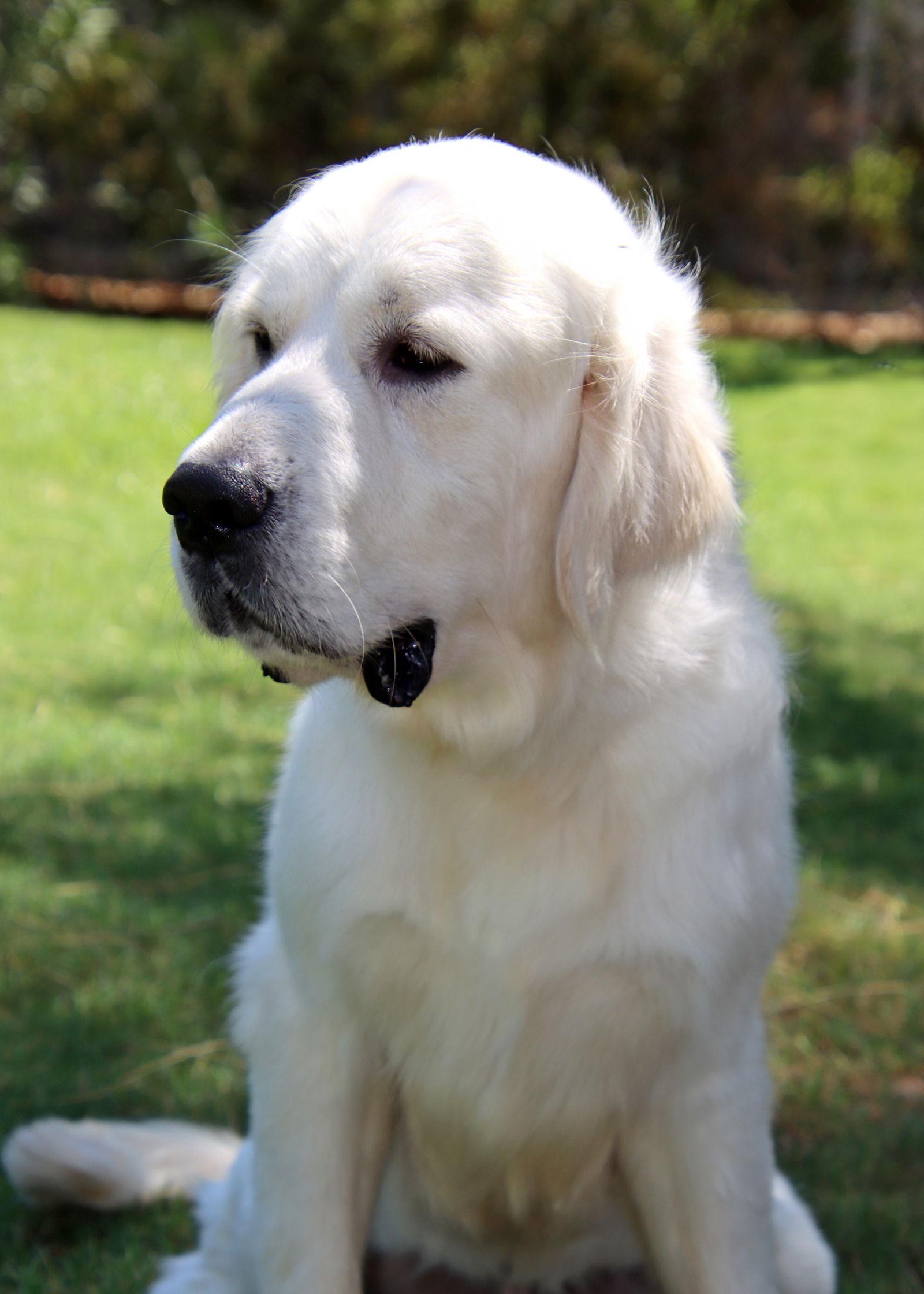 Fin, Adopted, Young Male Golden Retriever.