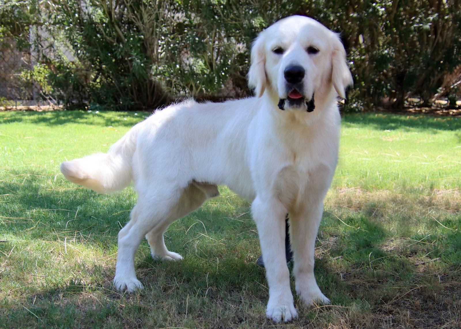 Enlarge Fin, a Adopted Golden Retriever in Glendale, AZ image 2/3