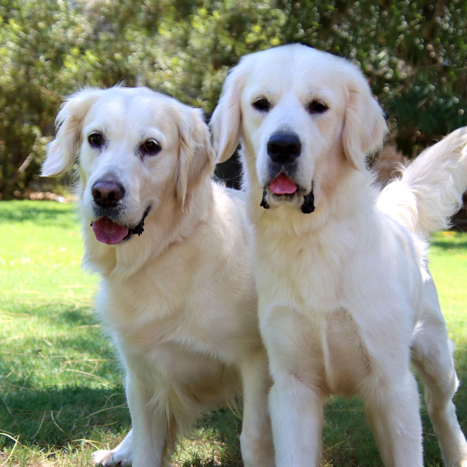 Enlarge Fin, a Adopted Golden Retriever in Glendale, AZ image 3/3