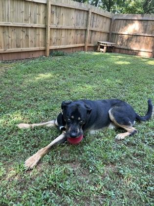 Enlarge Cooper, a Adoptable mixed breed in Cumming, GA image 1/2