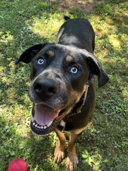 Enlarge Cooper, a Adoptable mixed breed in Cumming, GA image 2/2