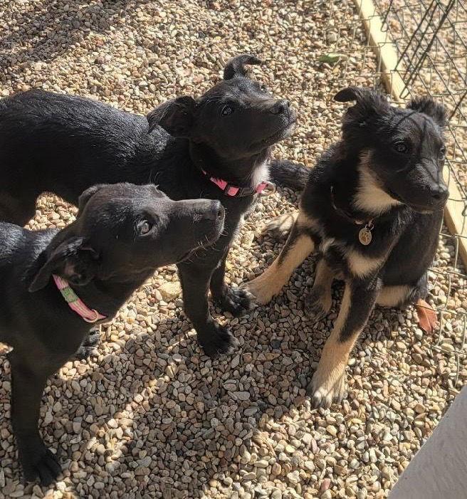 Briar, Adopted, Young Female Labrador Retriever & Shepherd.