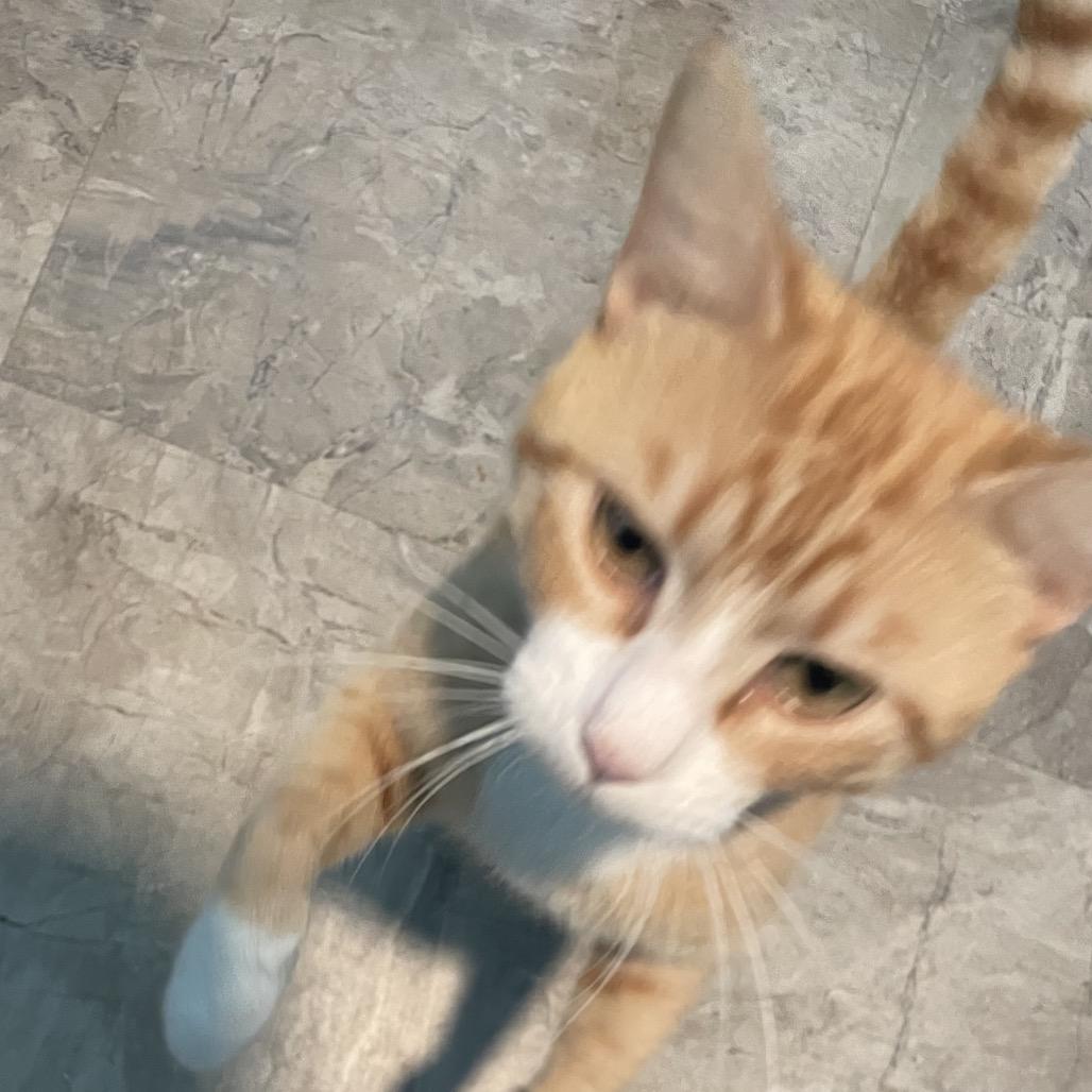 Othello, Adoptable, Young Male Domestic Short Hair.