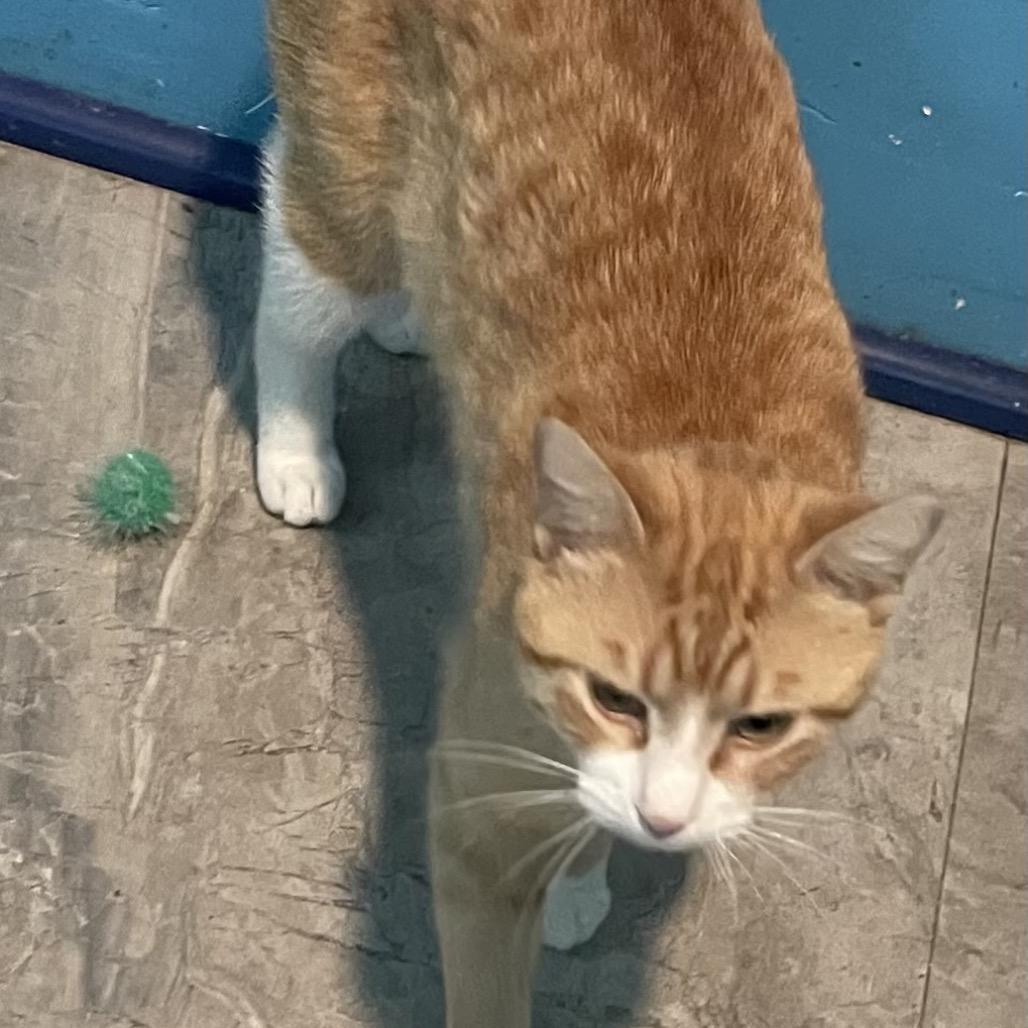 Enlarge Othello, a Adoptable Domestic Short Hair in Mundelein, IL image 2/2