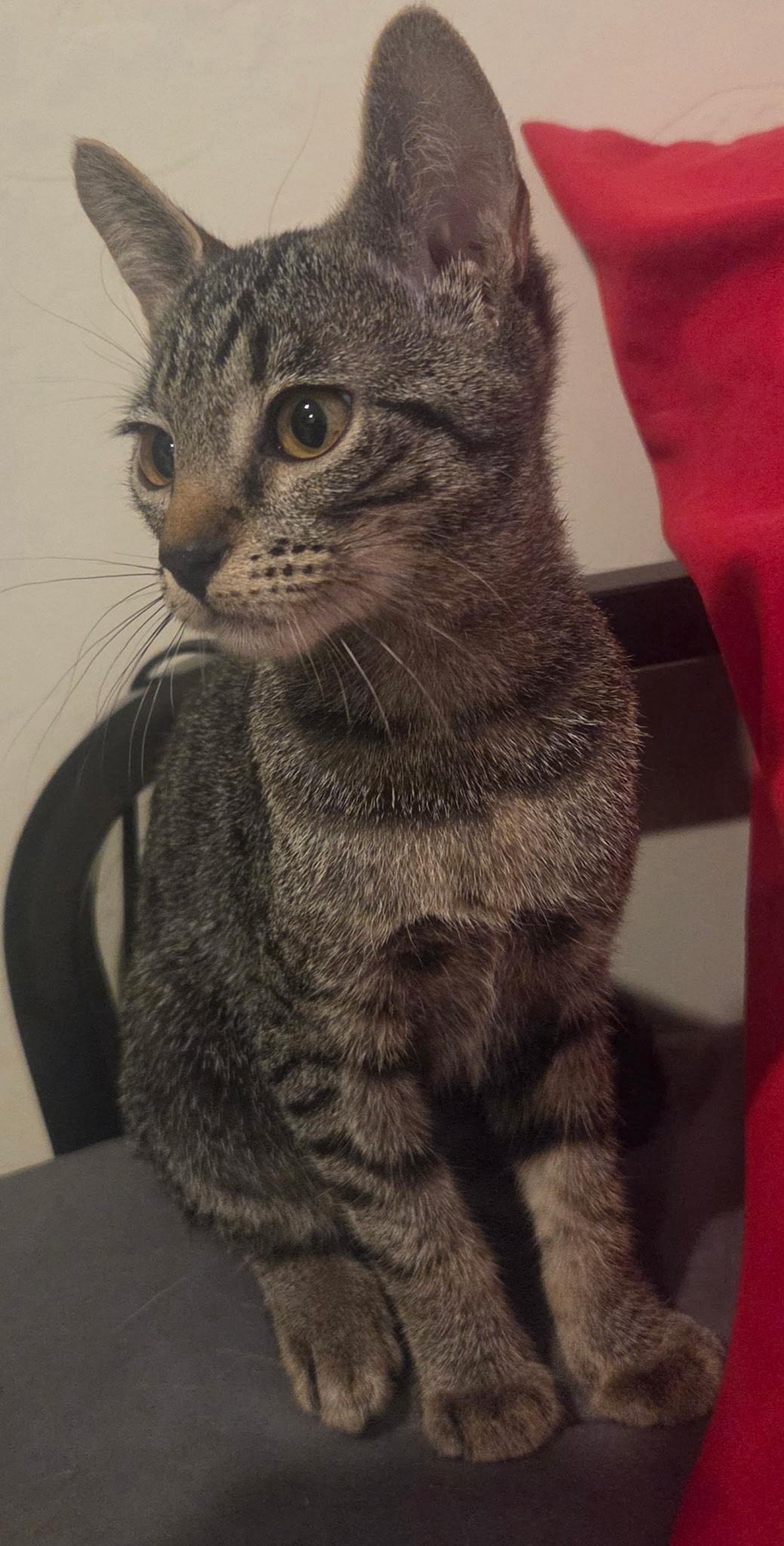 Siuan, adopted, Kitten Female Tabby.