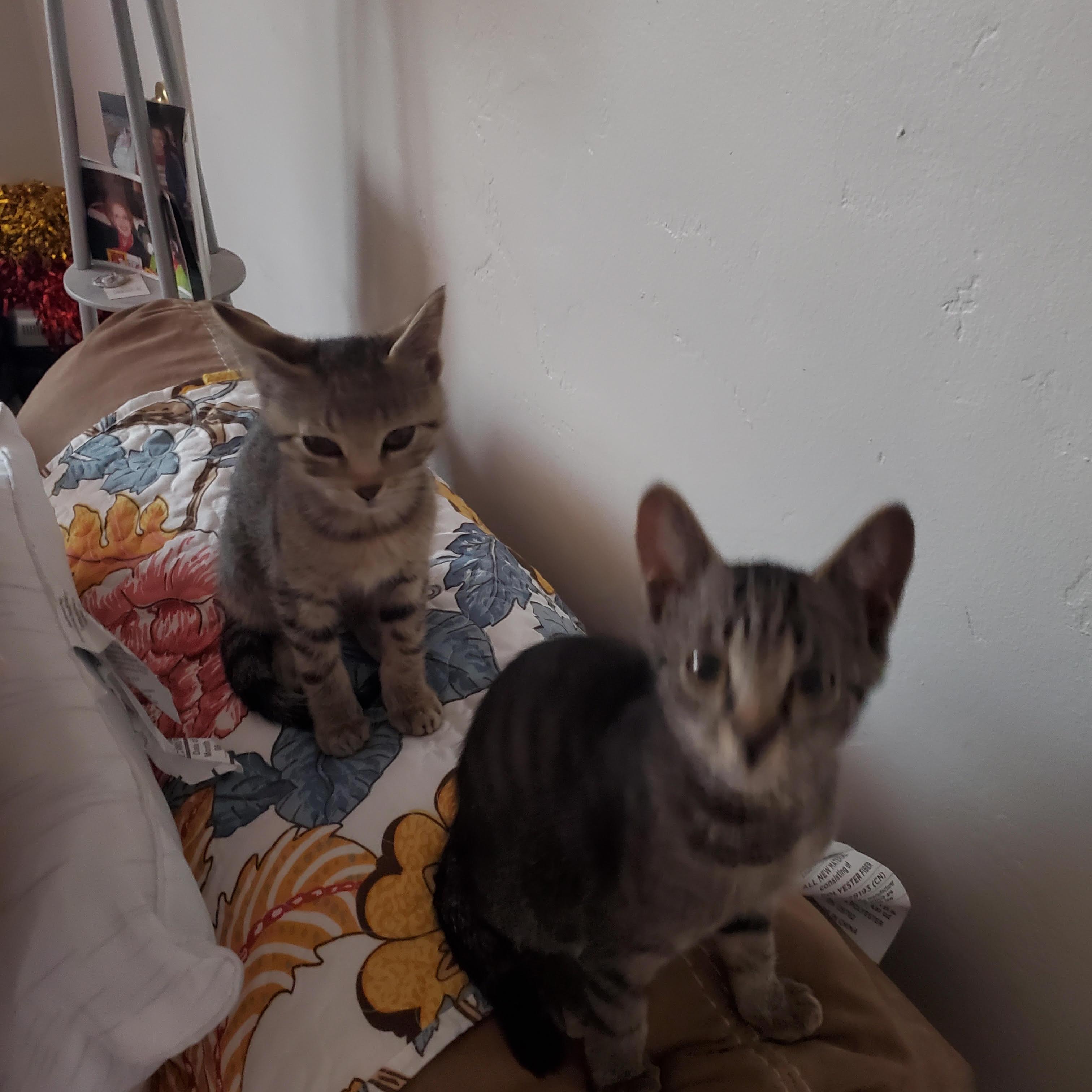 Siuan, an adopted Tabby in Tucson, AZ image 4/5