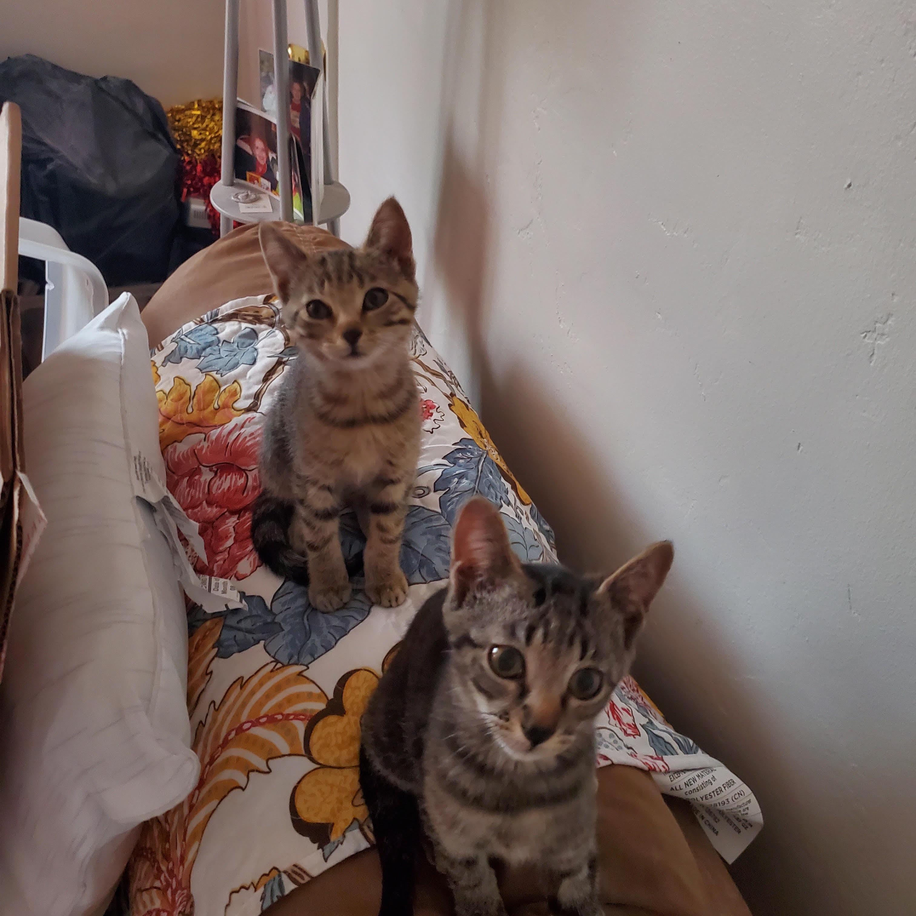Siuan, an adopted Tabby in Tucson, AZ image 5/5