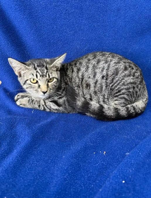 Enlarge Snow Drop, a Adoptable mixed breed in Kingsland, GA image 1/1