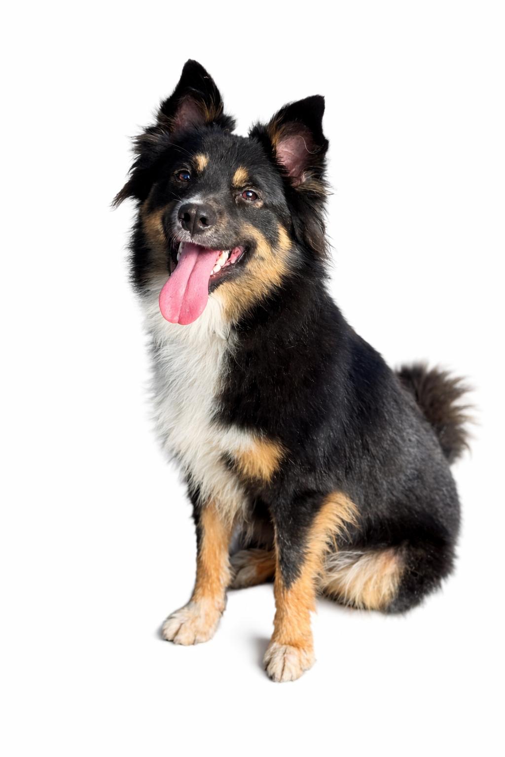 Enlarge Chase, a Adoptable mixed breed in SYLVANIA, GA image 2/3