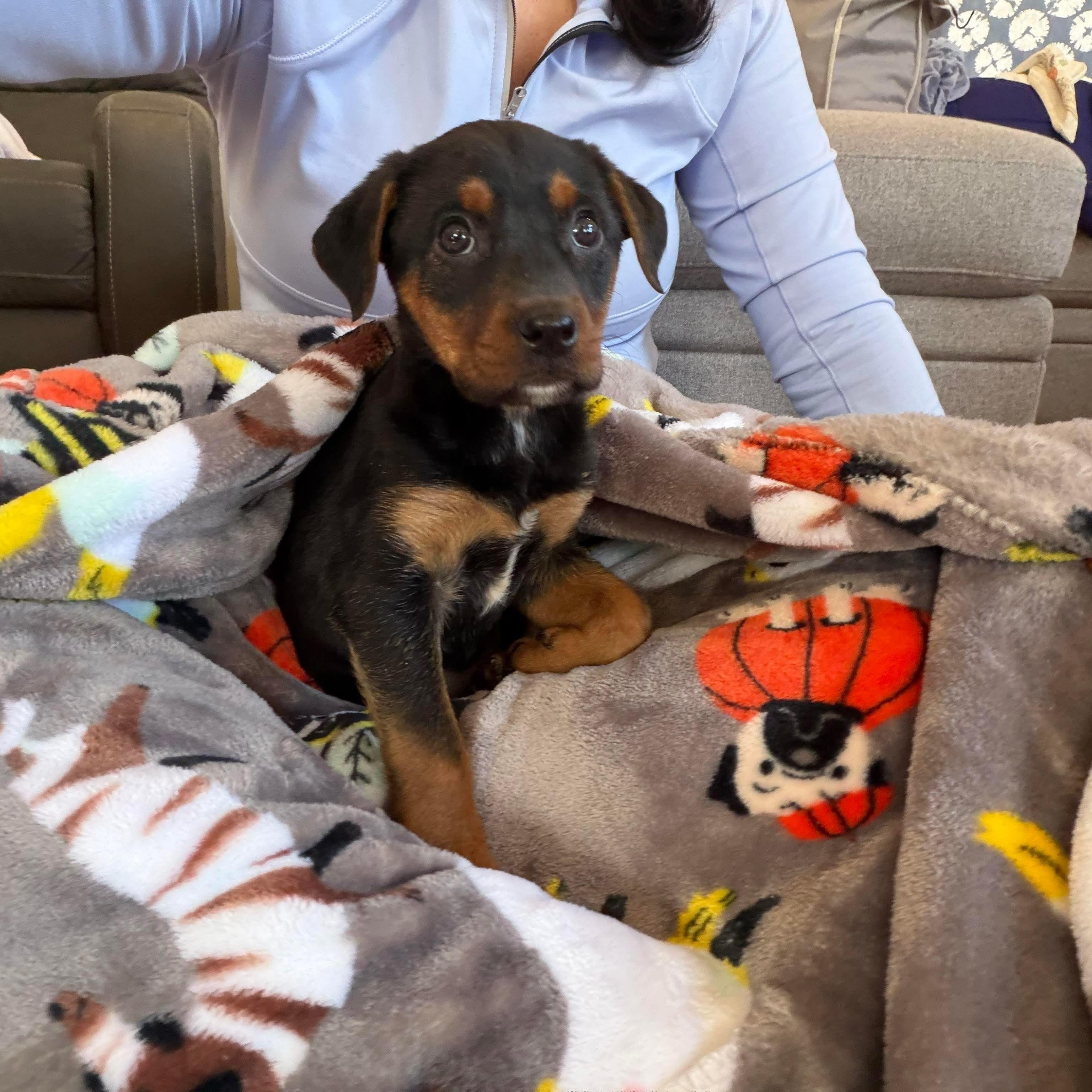 Enlarge Holly, a ADOPTABLE mixed breed in Bethlehem, PA image 2/5