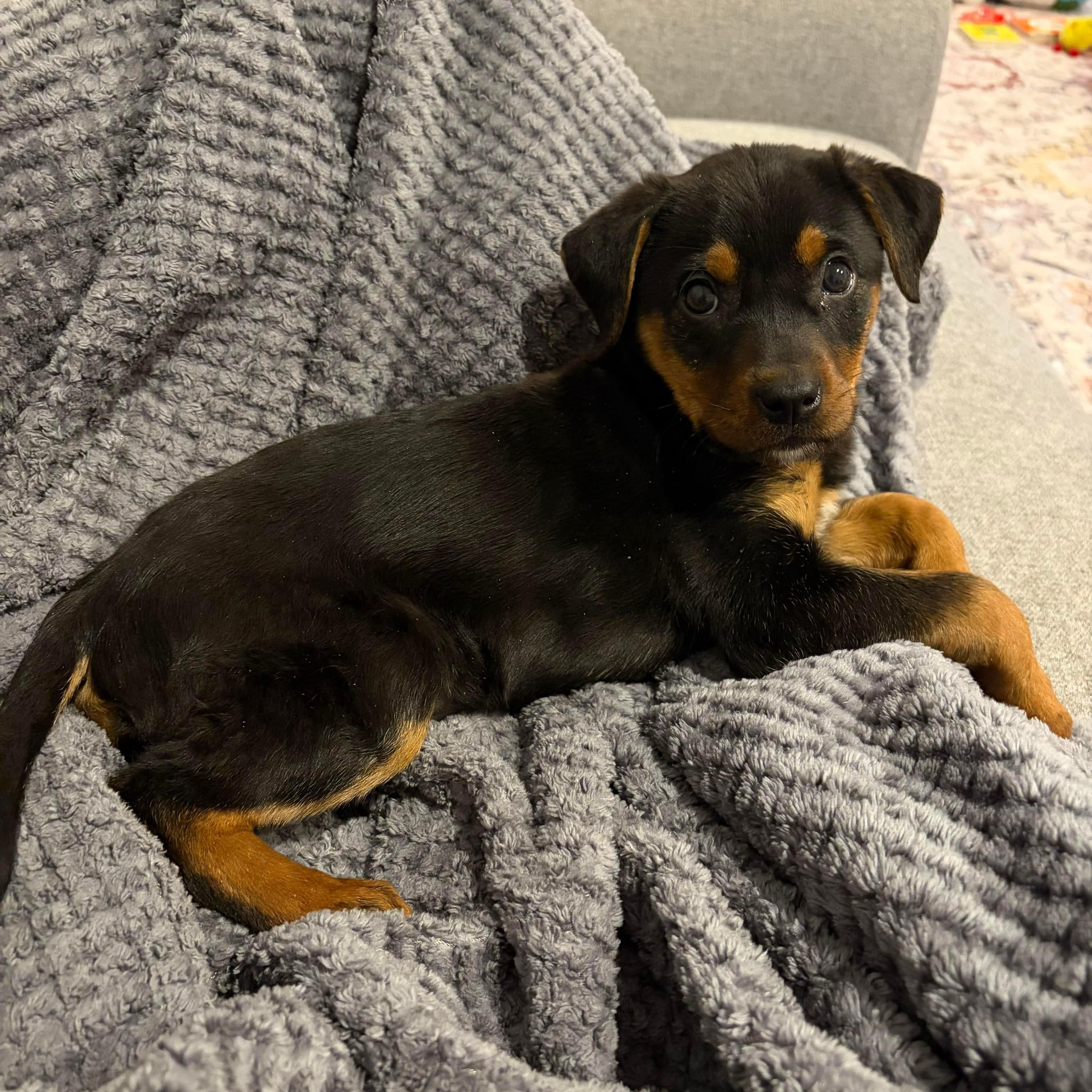 Enlarge Holly, a ADOPTABLE mixed breed in Bethlehem, PA image 3/5