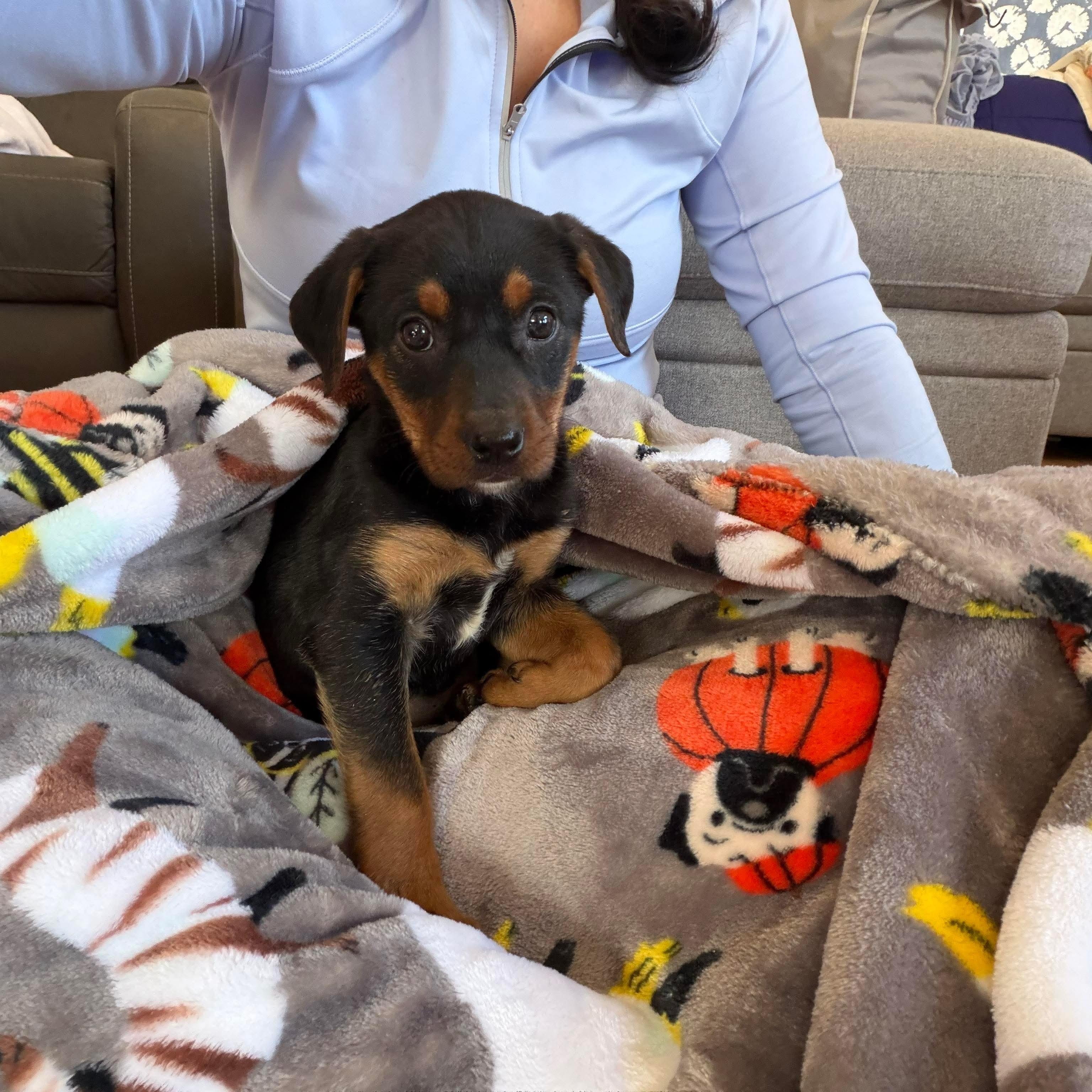 Enlarge Holly, a ADOPTABLE mixed breed in Bethlehem, PA image 4/5