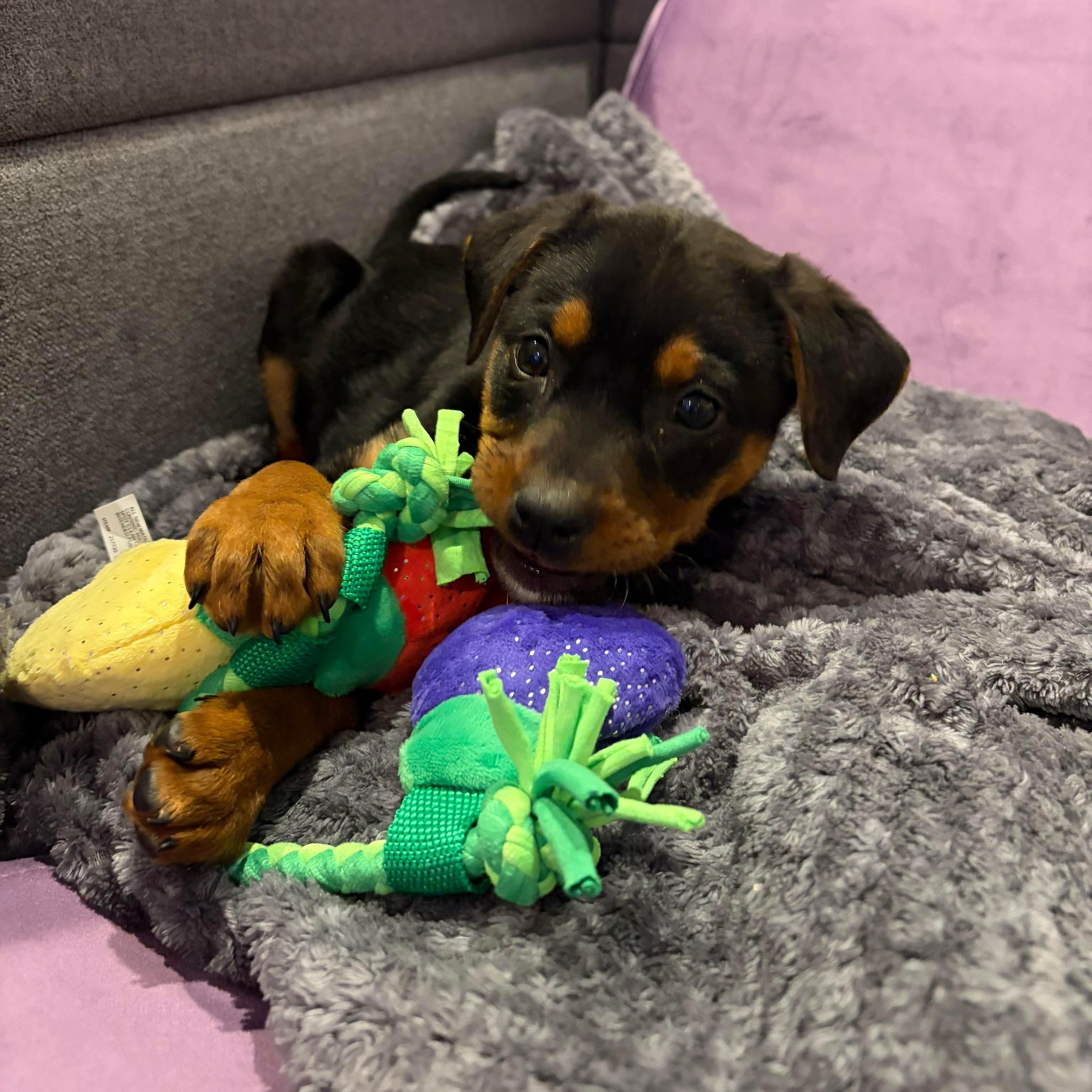 Holly, ADOPTABLE, Puppy Female Rottweiler & Labrador Retriever.