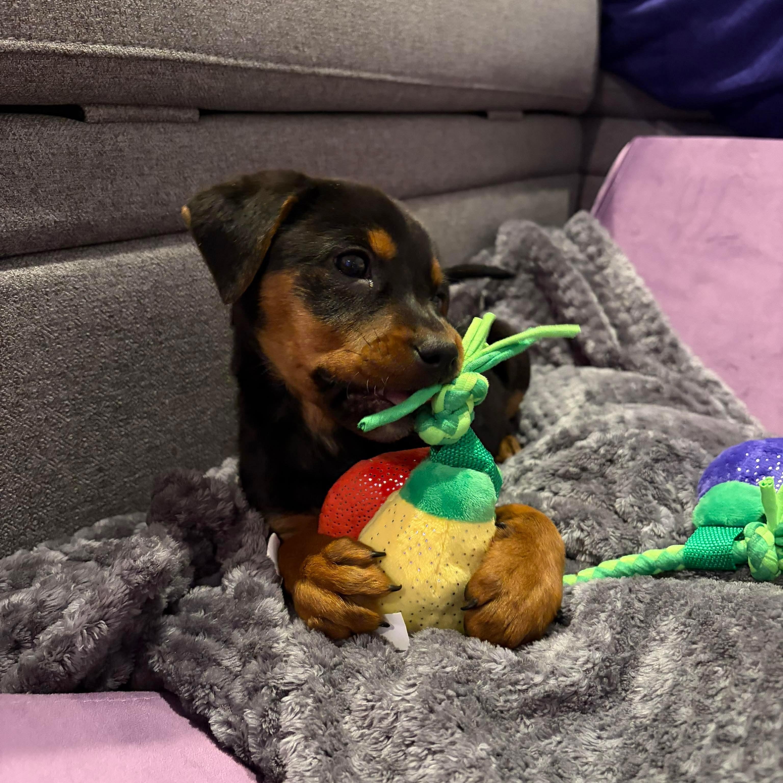 Enlarge Holly, a ADOPTABLE mixed breed in Bethlehem, PA image 5/5