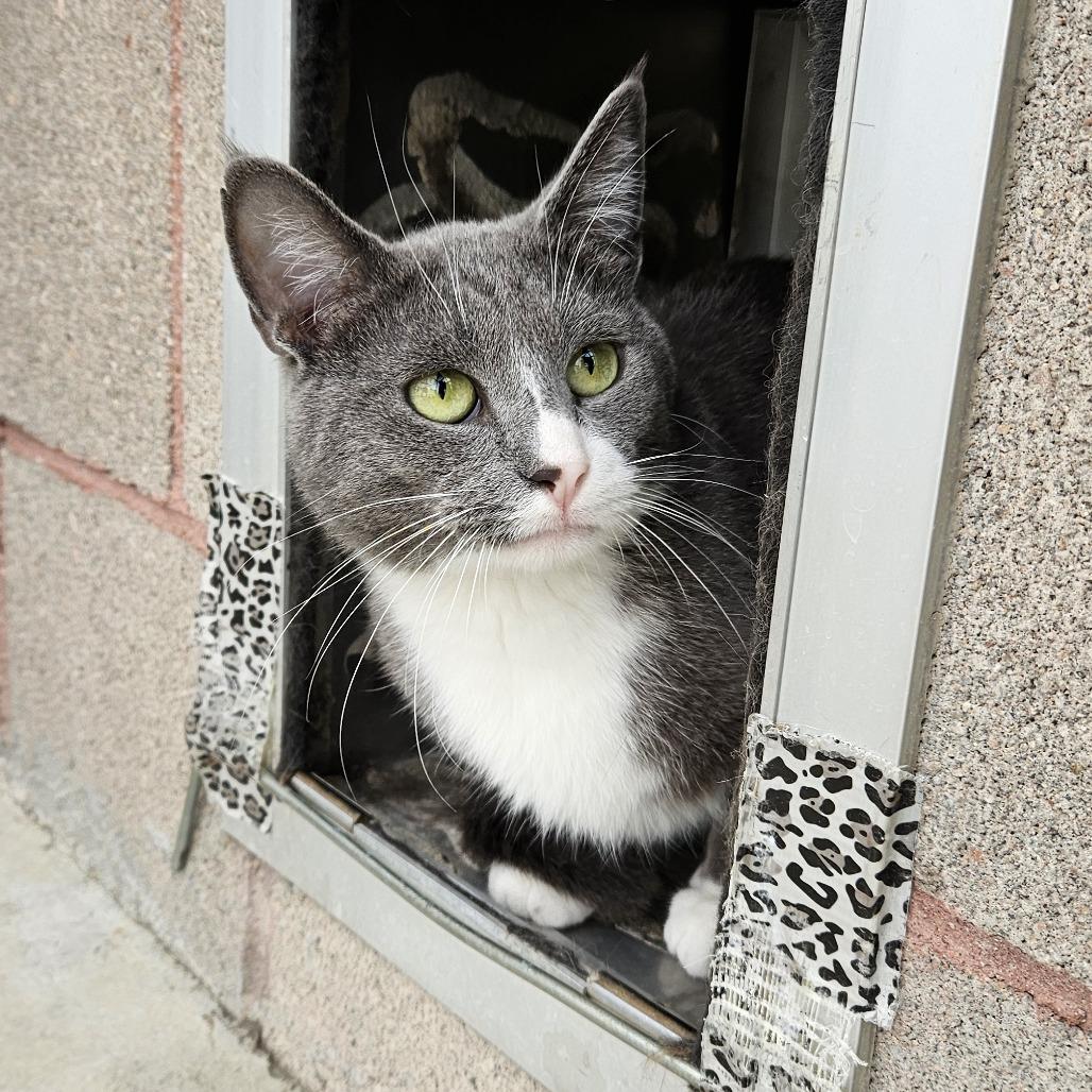Finn, Adoptable, Adult Male Domestic Short Hair.