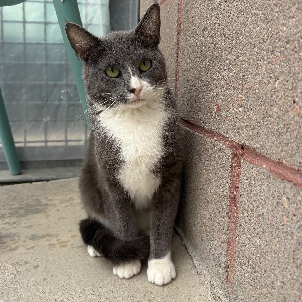 Enlarge Finn, a Adoptable Domestic Short Hair in Lakewood, CO image 2/6