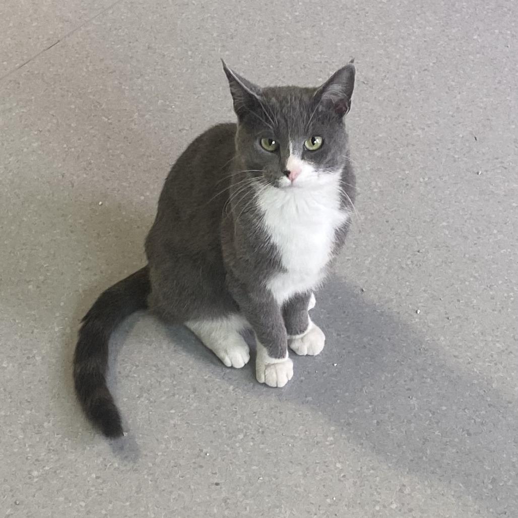 Enlarge Finn, a Adoptable Domestic Short Hair in Lakewood, CO image 3/6