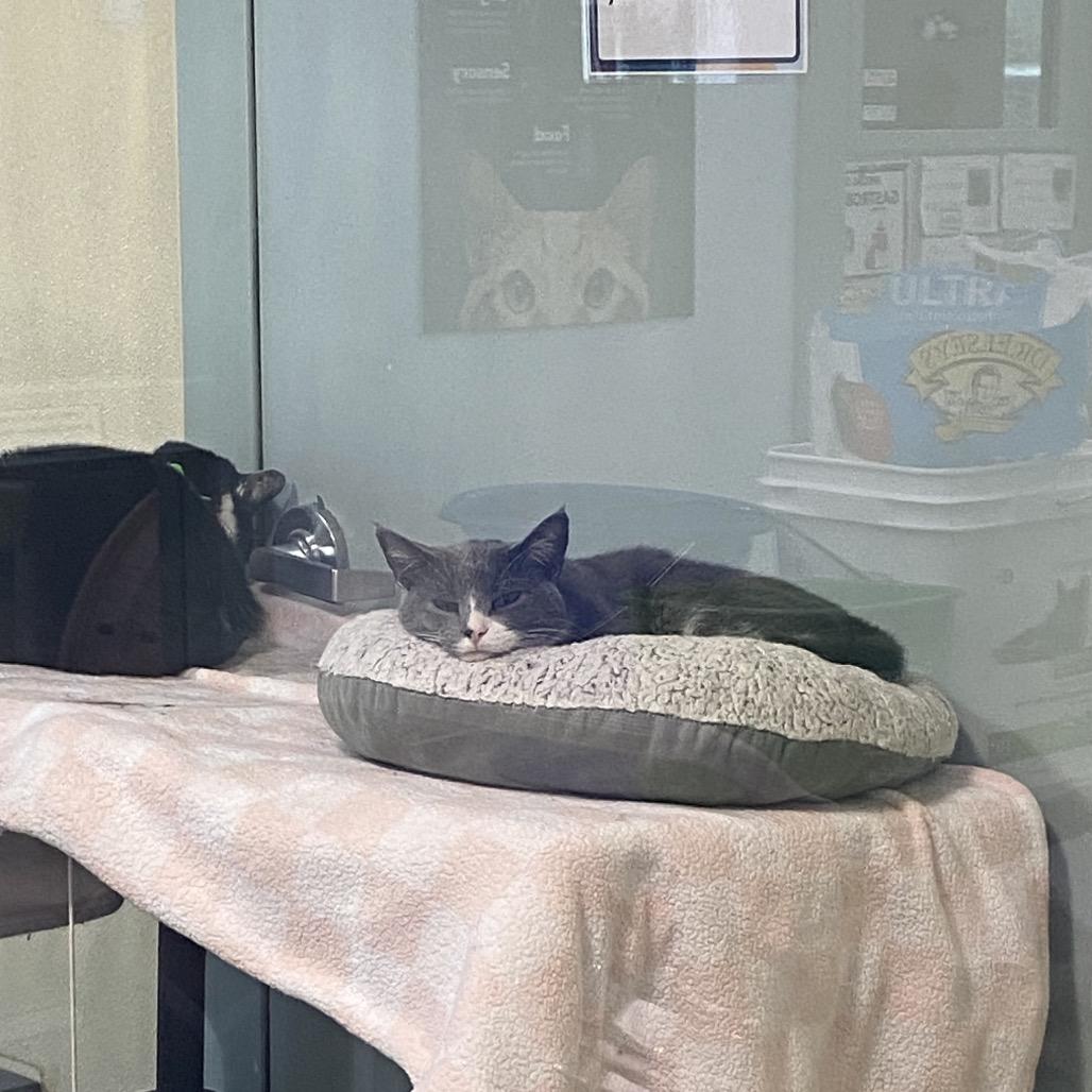 Enlarge Finn, a Adoptable Domestic Short Hair in Lakewood, CO image 4/6