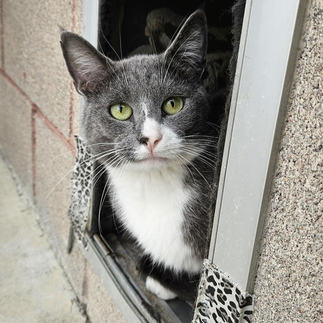 Enlarge Finn, a Adoptable Domestic Short Hair in Lakewood, CO image 5/6