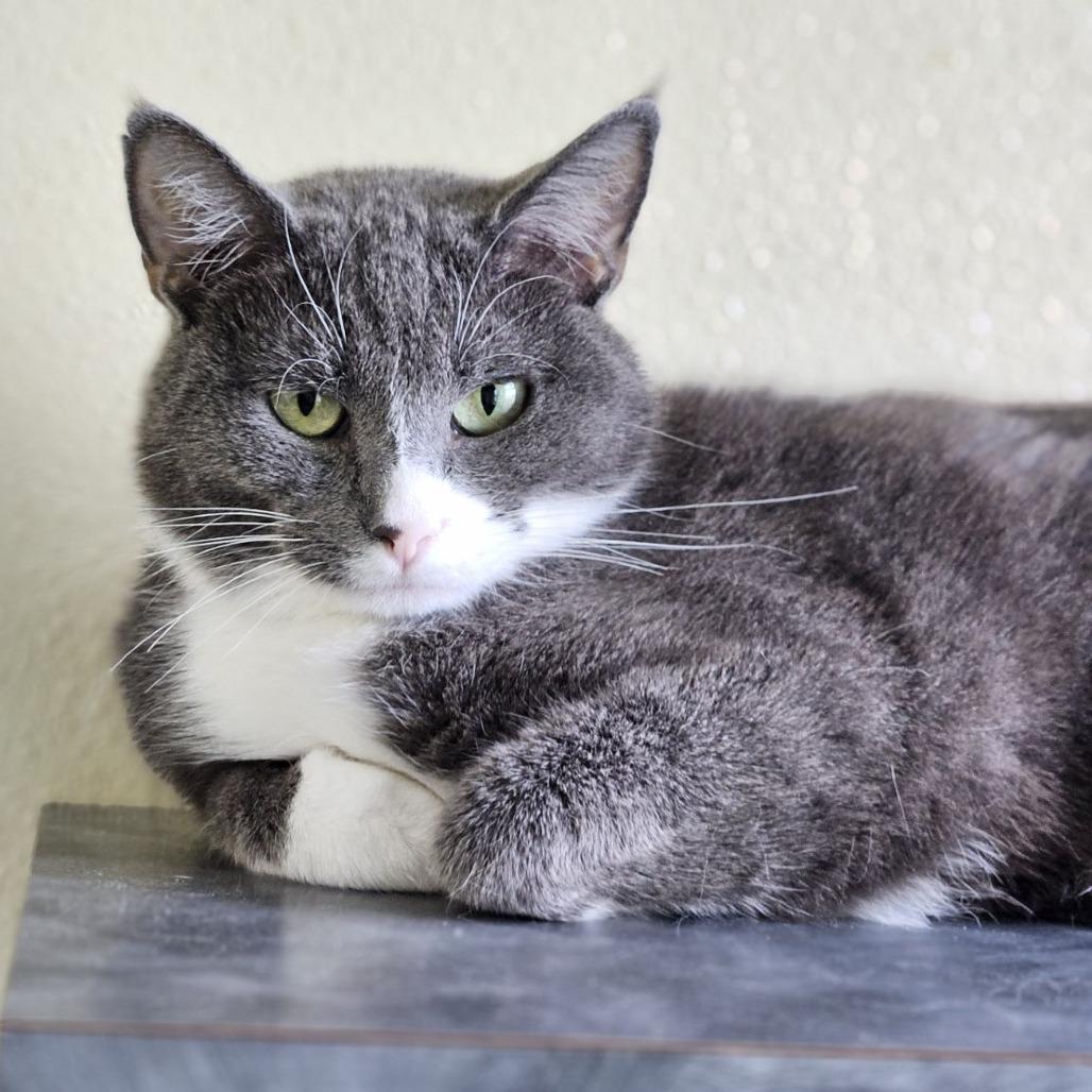 Enlarge Finn, a Adoptable Domestic Short Hair in Lakewood, CO image 6/6