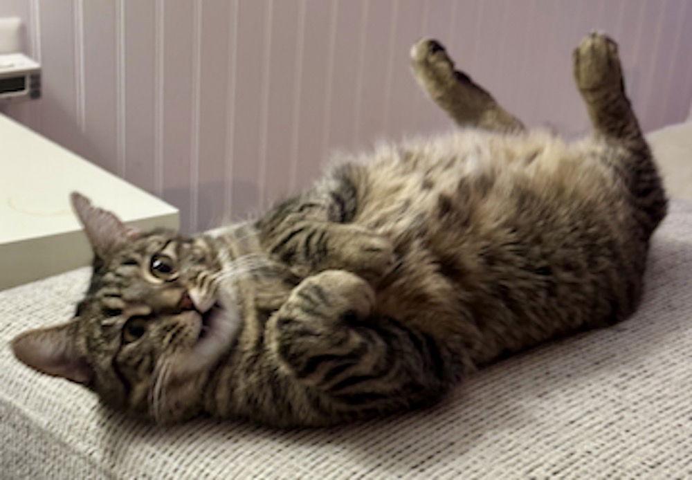 Noodles, Adoptable, Adult Female Domestic Short Hair.