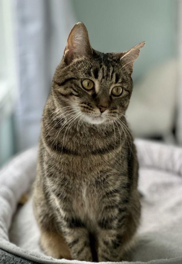 Noodles, a Adoptable Domestic Short Hair in Alexandria, VA image 2/3