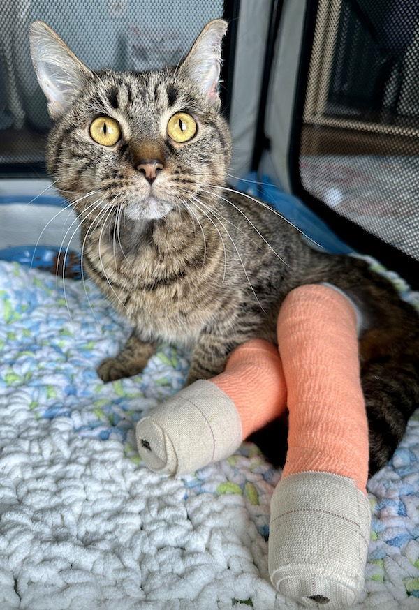 Noodles, a Adoptable Domestic Short Hair in Alexandria, VA image 3/3