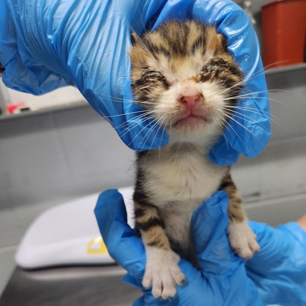 Enlarge Panini, a Adoptable Domestic Short Hair in Summerville, SC image 1/1