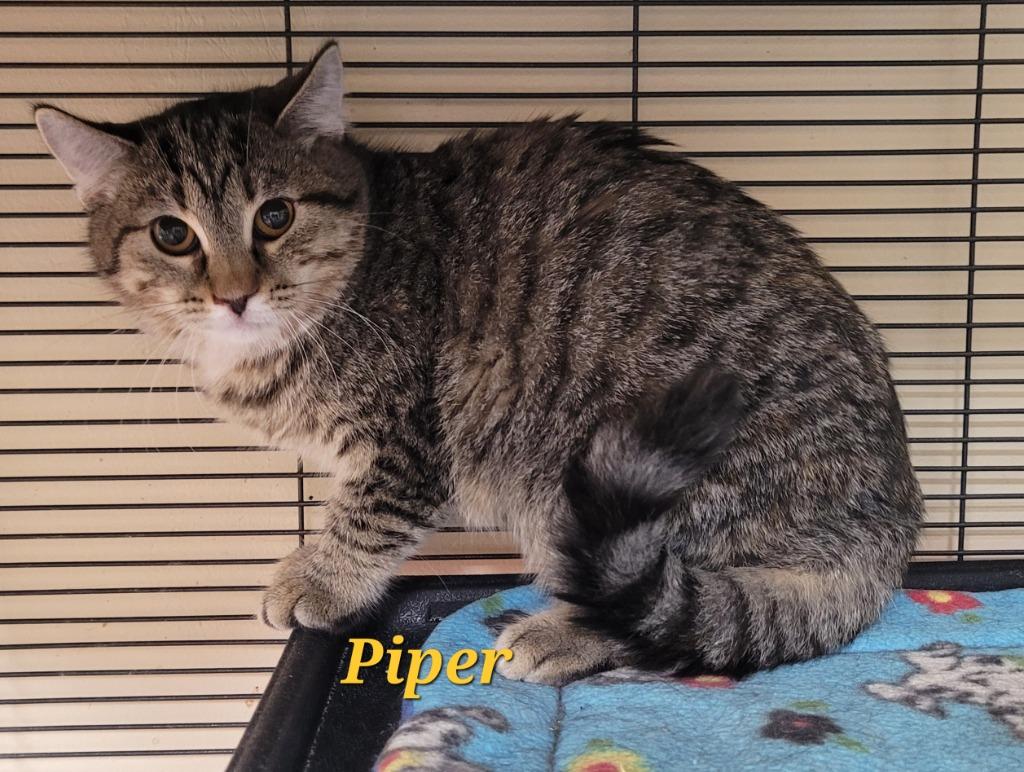 Enlarge Piper, a Adoptable mixed breed in Cedar Rapids, IA image 1/1