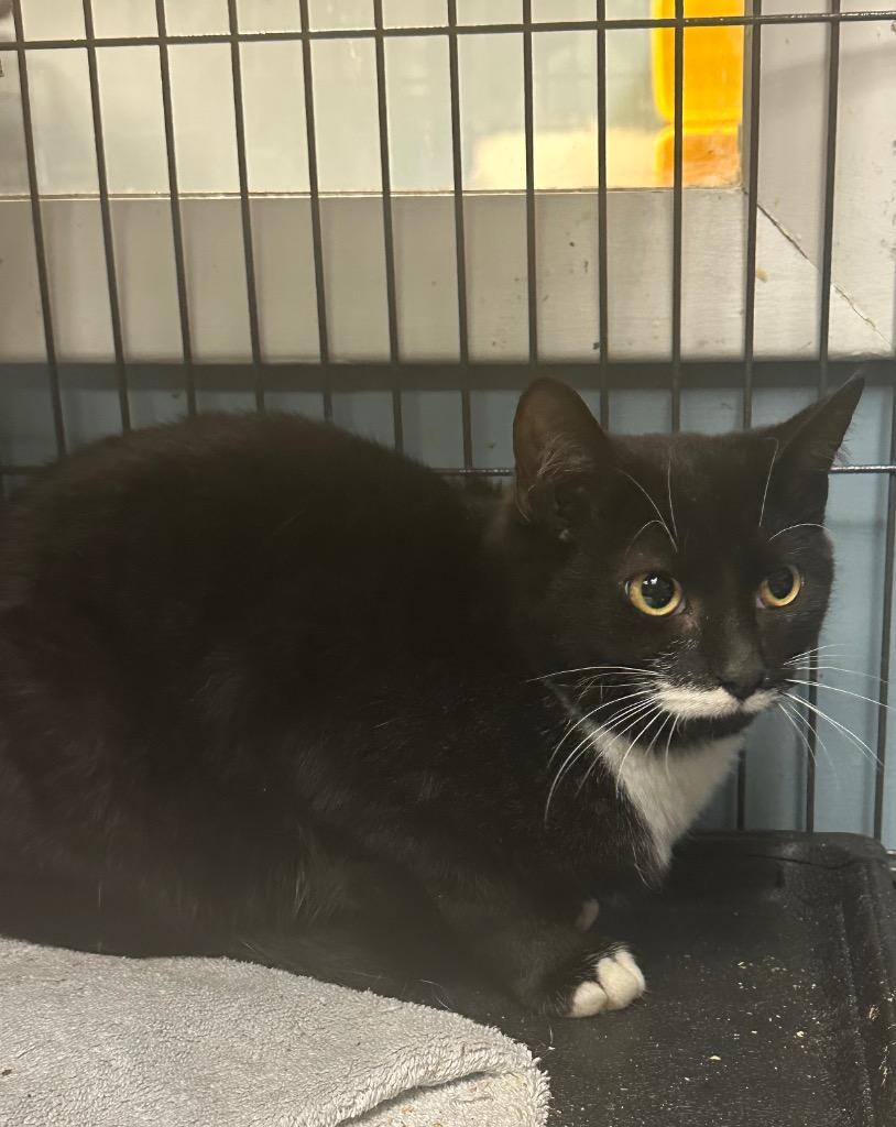 Sam Elliot, Adoptable, Young Male Domestic Short Hair.