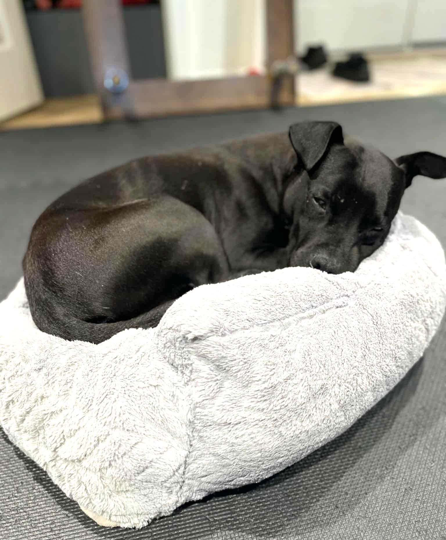 Enlarge Pepe, a Adoptable mixed breed in Southern Pines, NC image 2/5