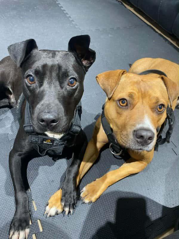 Enlarge Pepe, a Adoptable mixed breed in Southern Pines, NC image 4/5