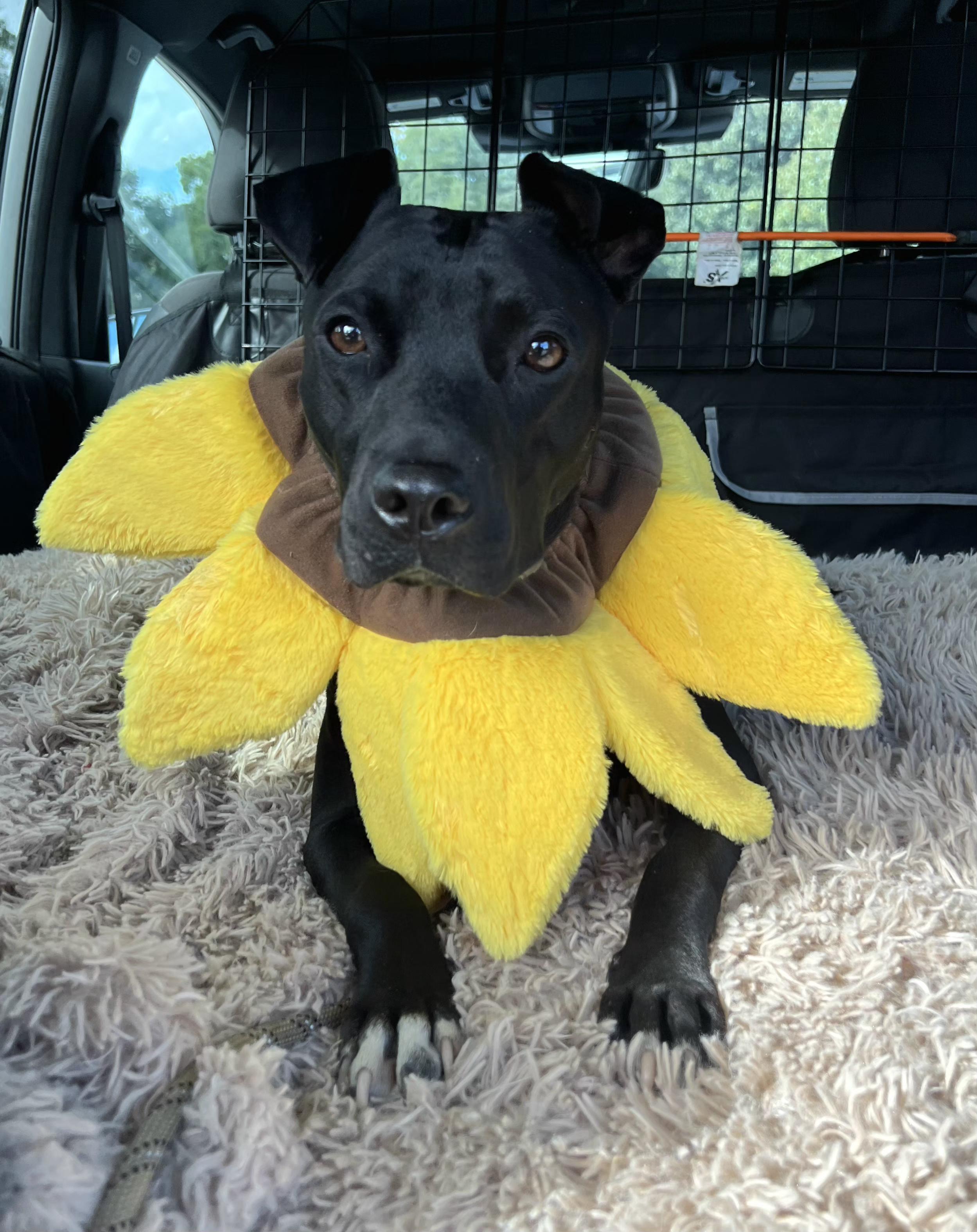Pepe, Adoptable, Adult Male American Staffordshire Terrier.