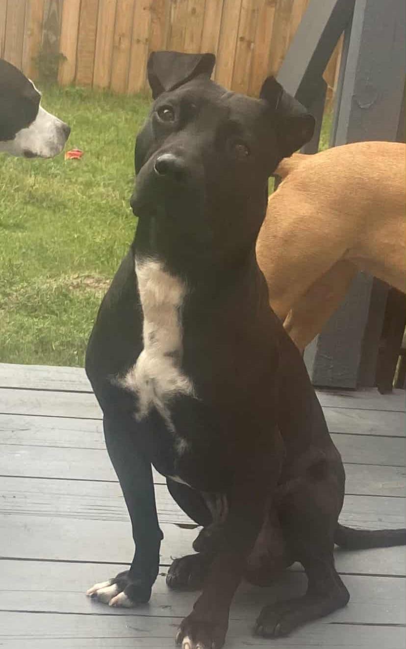 Enlarge Pepe, a Adoptable mixed breed in Southern Pines, NC image 5/5