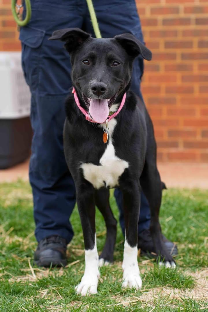 Enlarge Gracie May, a ADOPTABLE mixed breed in Stillwater, OK image 1/1