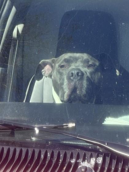 Clifford — thumbnail 2