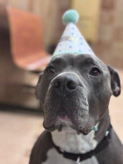 Clifford — thumbnail 3