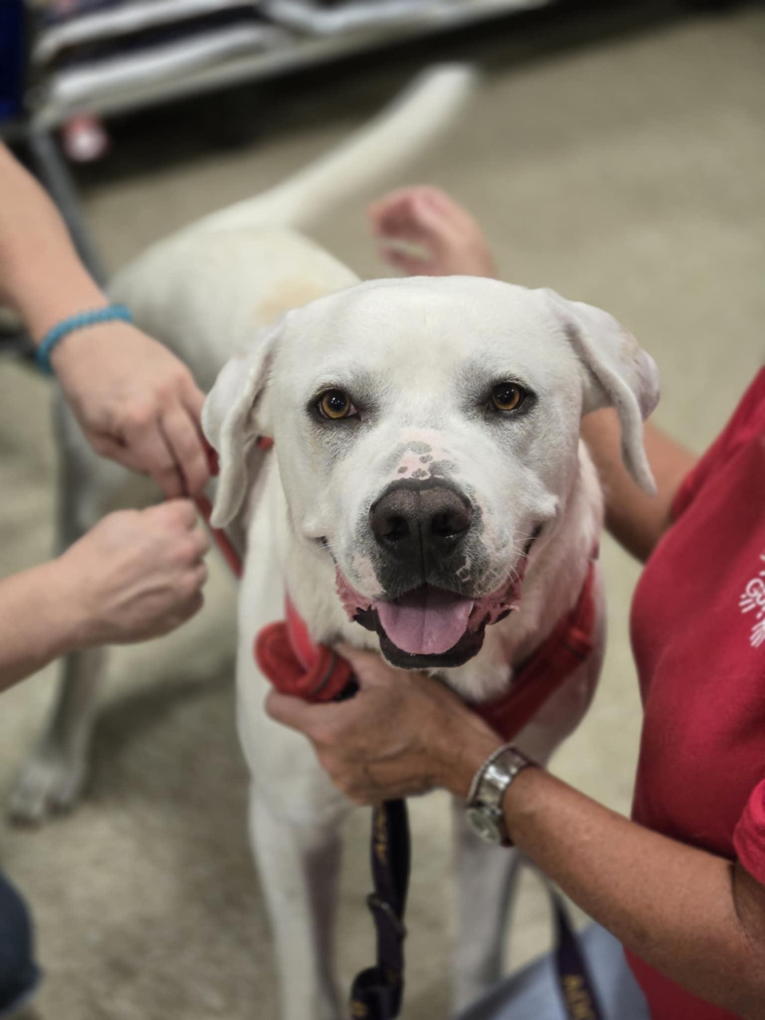 Enlarge Hubie-Doo, a Adoptable mixed breed in Valdosta, GA image 1/4