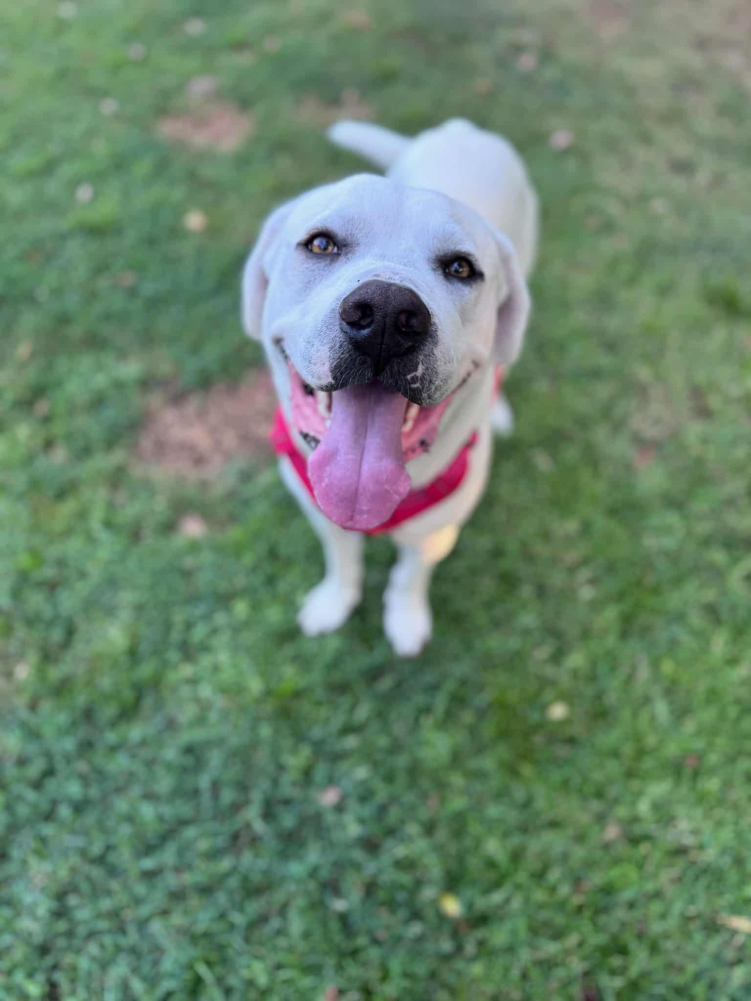 Enlarge Hubie-Doo, a Adoptable mixed breed in Valdosta, GA image 2/4