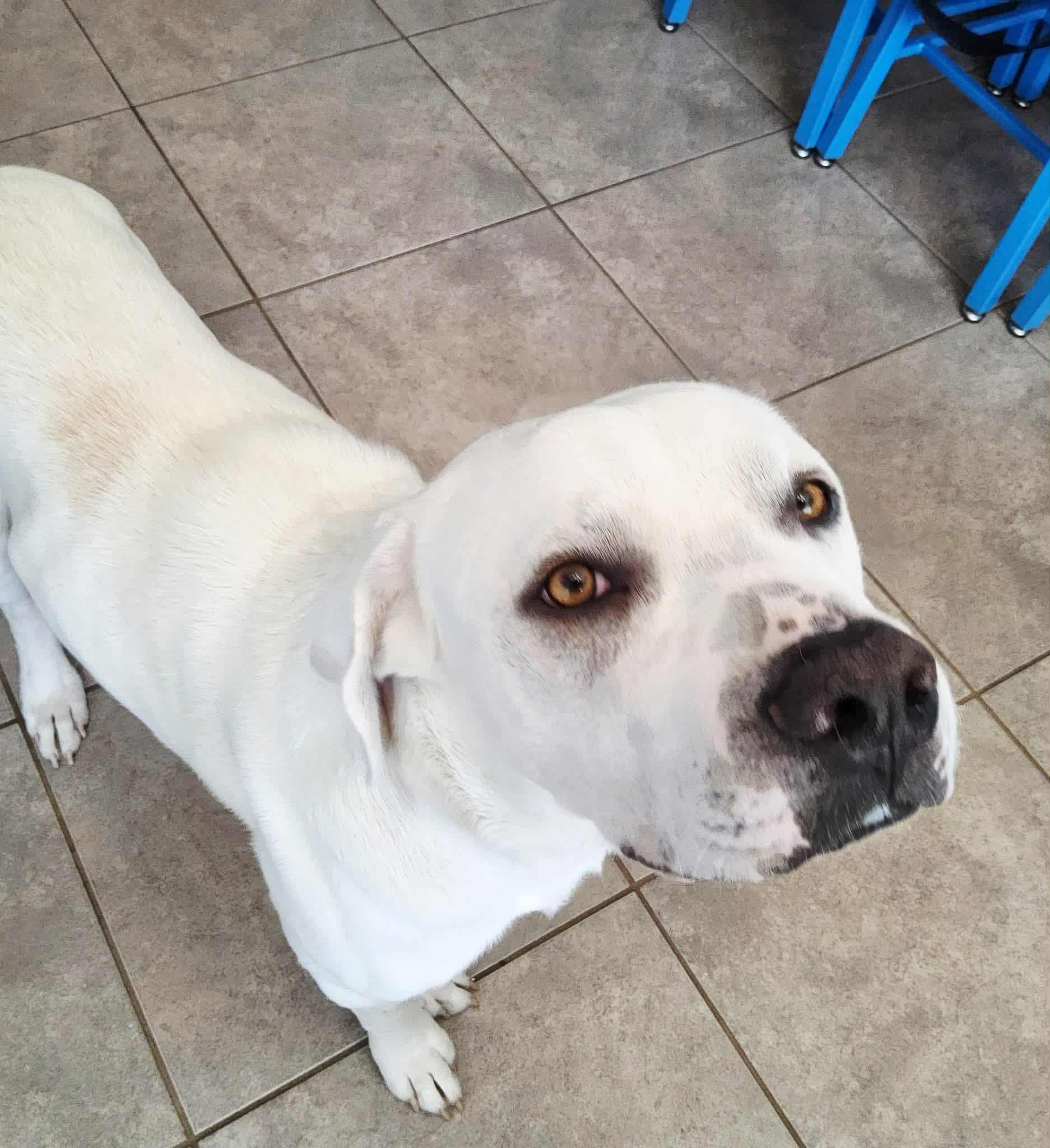 Enlarge Hubie-Doo, a Adoptable mixed breed in Valdosta, GA image 3/4