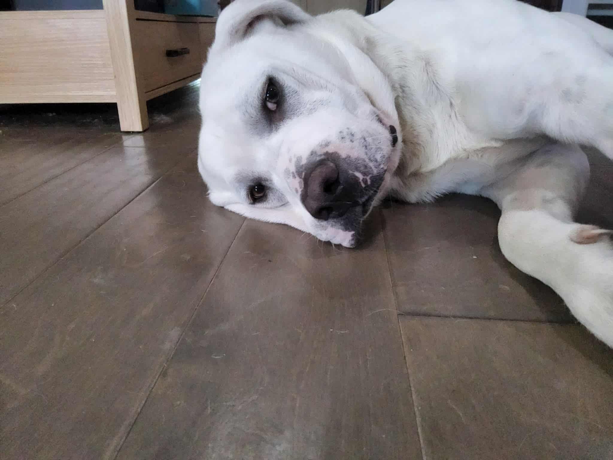 Enlarge Hubie-Doo, a Adoptable mixed breed in Valdosta, GA image 4/4