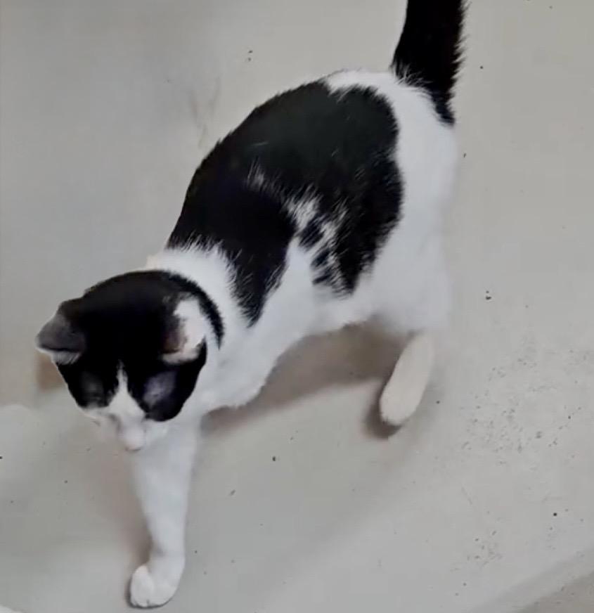 Hobbs, adopted, Adult Male Domestic Short Hair.