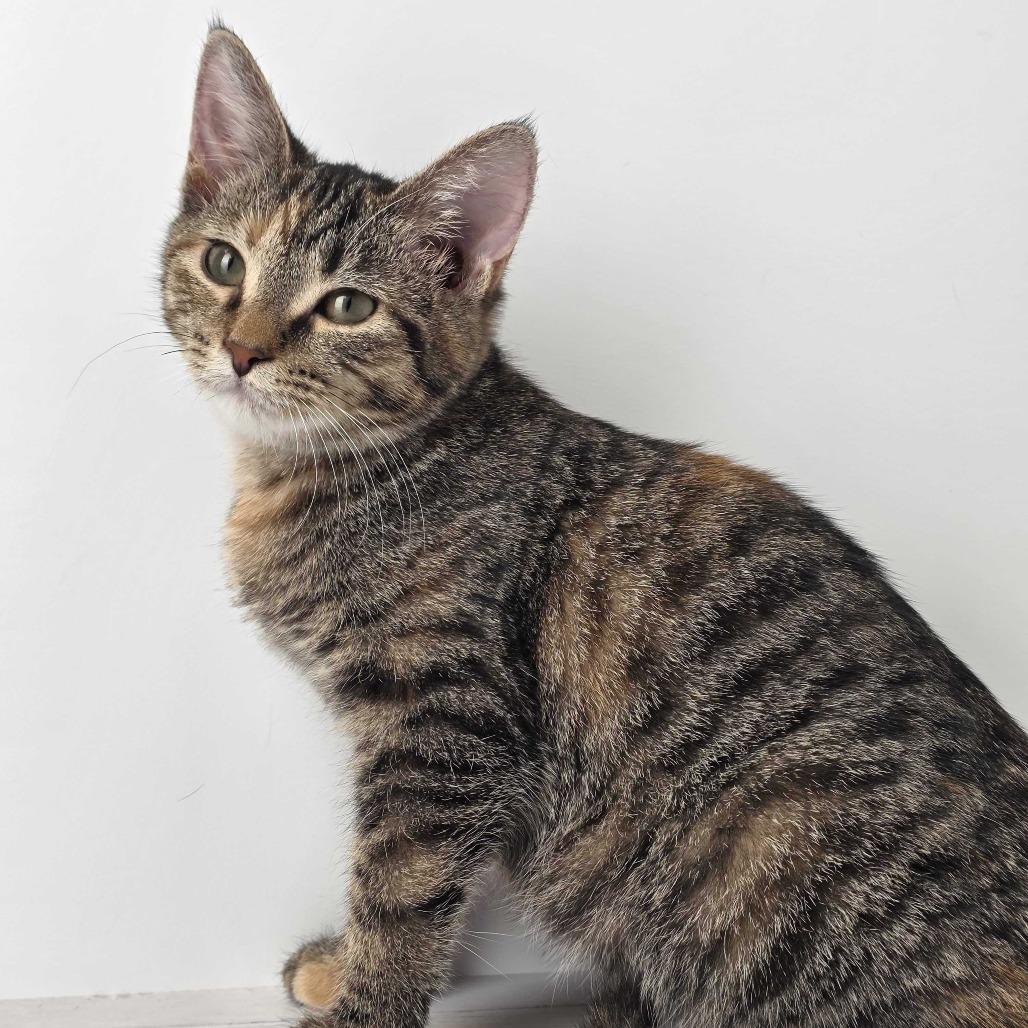 Chai, Adoptable, Kitten Female Domestic Short Hair.